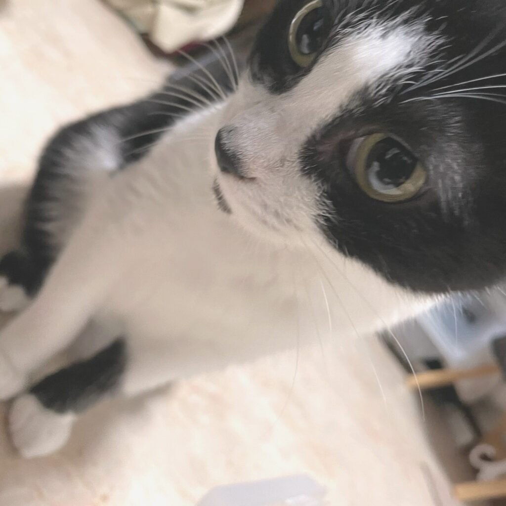 カメラに顔を近づけてこちらを見上げるハチワレのC
