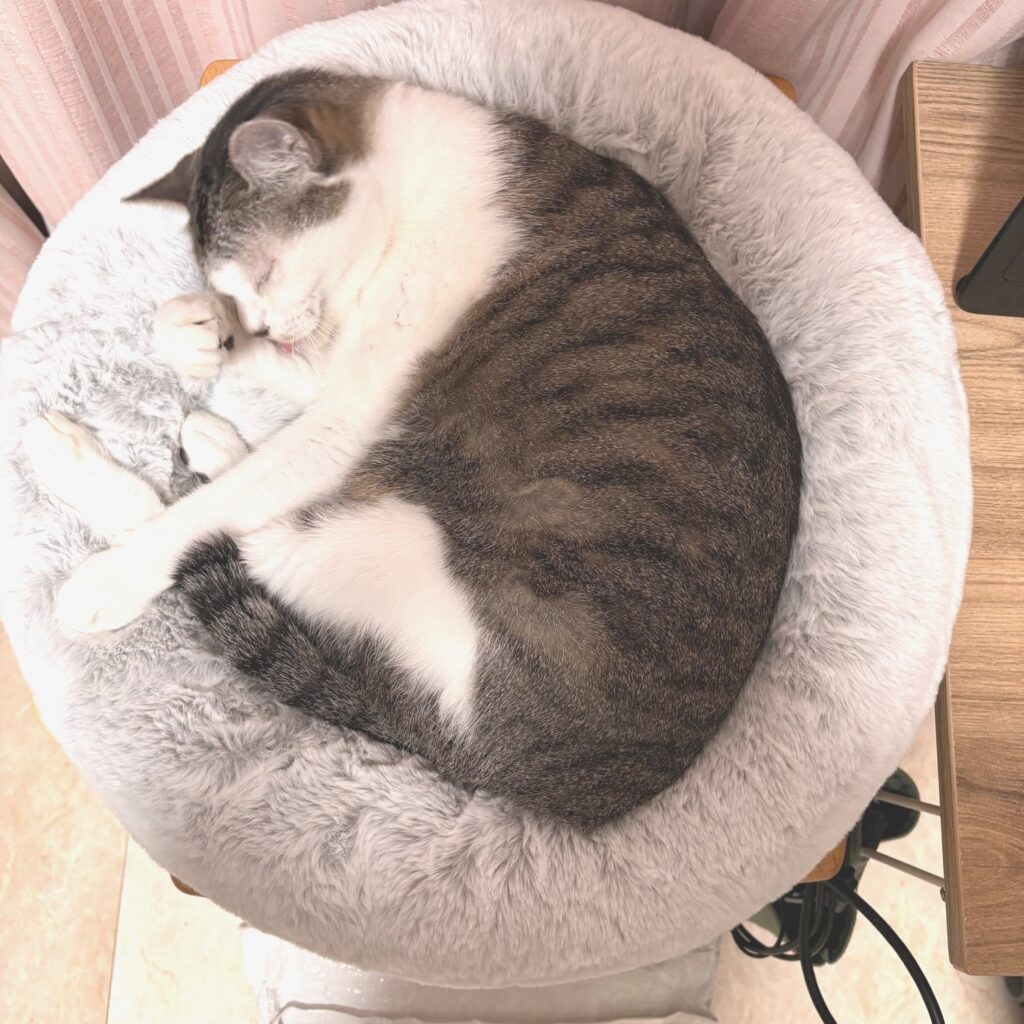 丸いペットベッドの中で丸くなって眠るサバ柄のP