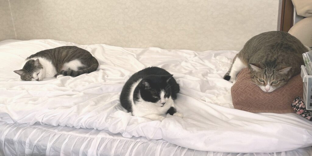 白いベッドの上でくつろぐ猫3匹。左からサバ柄のP、ハチワレのC、キジ柄のB