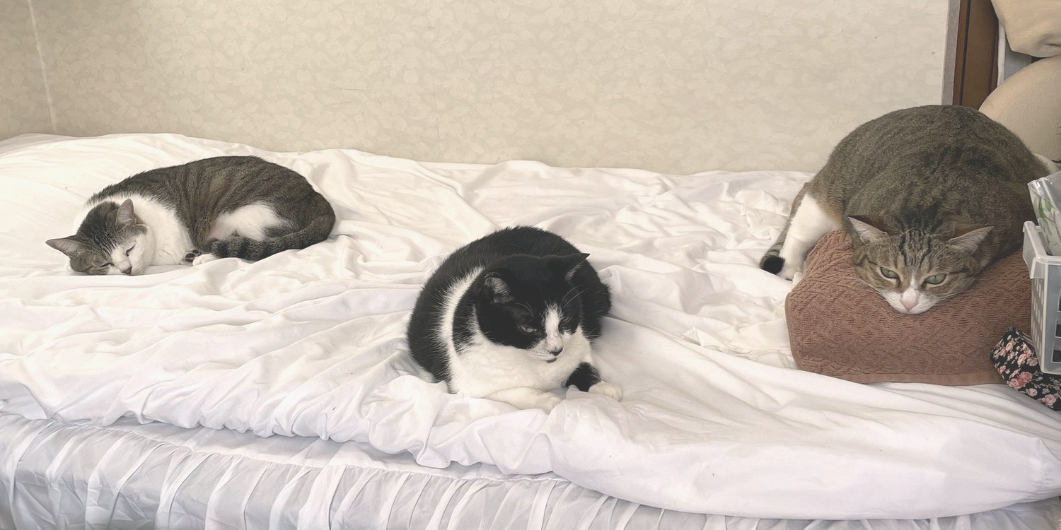 白いベッドの上でくつろぐ猫3匹。左からサバ柄のP、ハチワレのC、キジ柄のB