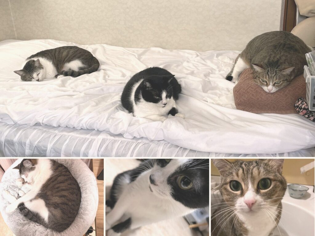 DAY 3「猫3匹との暮らしで、困っていたこと」のサムネイル