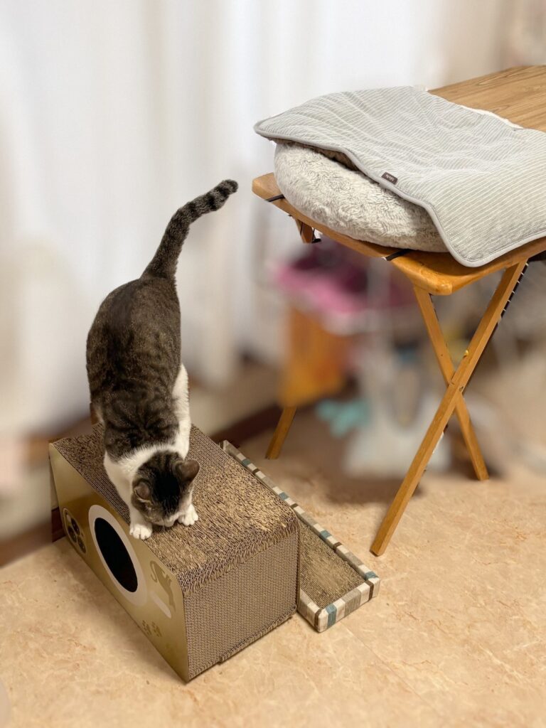 Before:机の横の、木の折りたたみテーブルの上に置いた丸い猫のベッド。奥の机と同じくらいの高さ。手前の床からPちゃんが見上げている