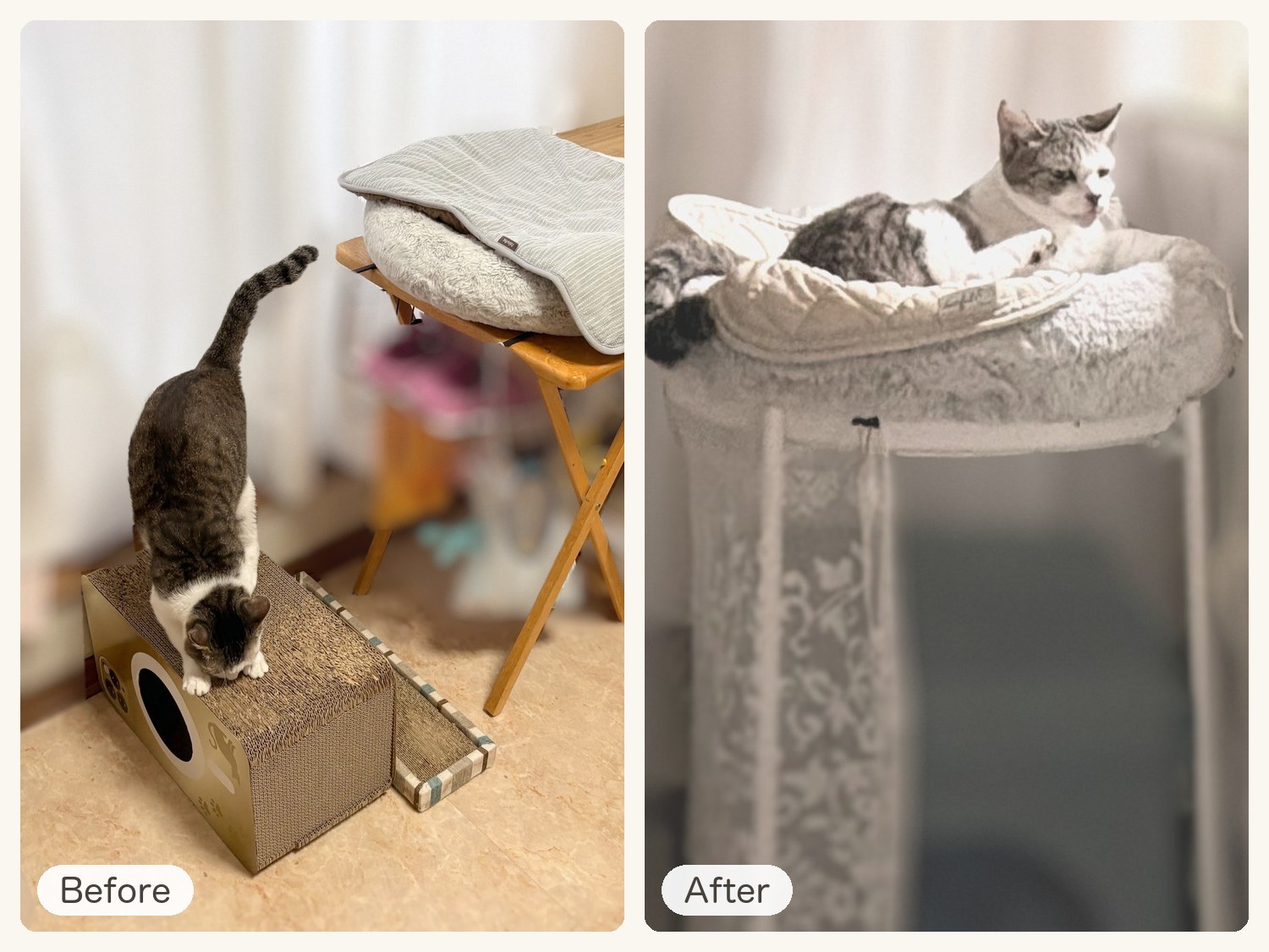 DAY12のBeforeとAfter。机と同じ高さの折りたたみテーブルの寝床と、GLADOMの上の寝床でくつろぐPちゃん