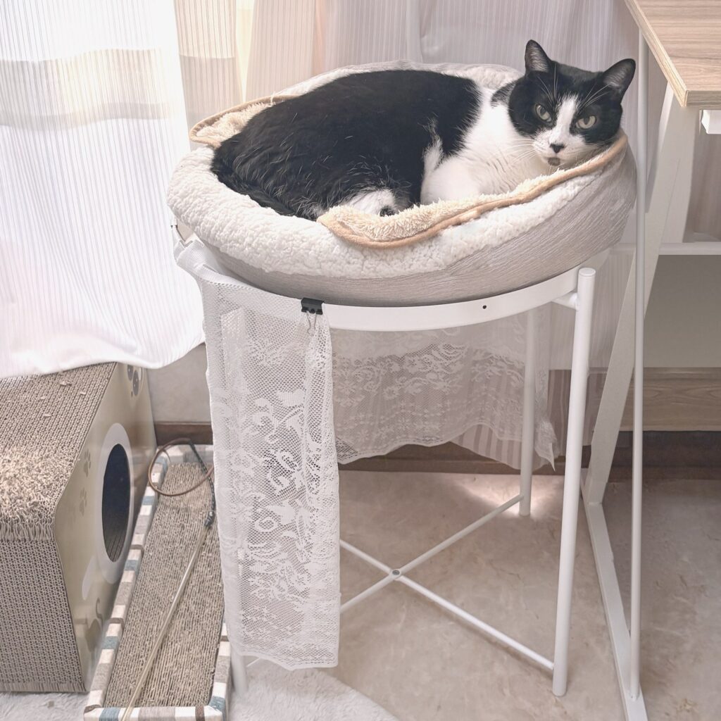 IKEAのGLADOMの上にのせたDAISOの丸いベッドで、丸くなってこちらを見るCちゃん