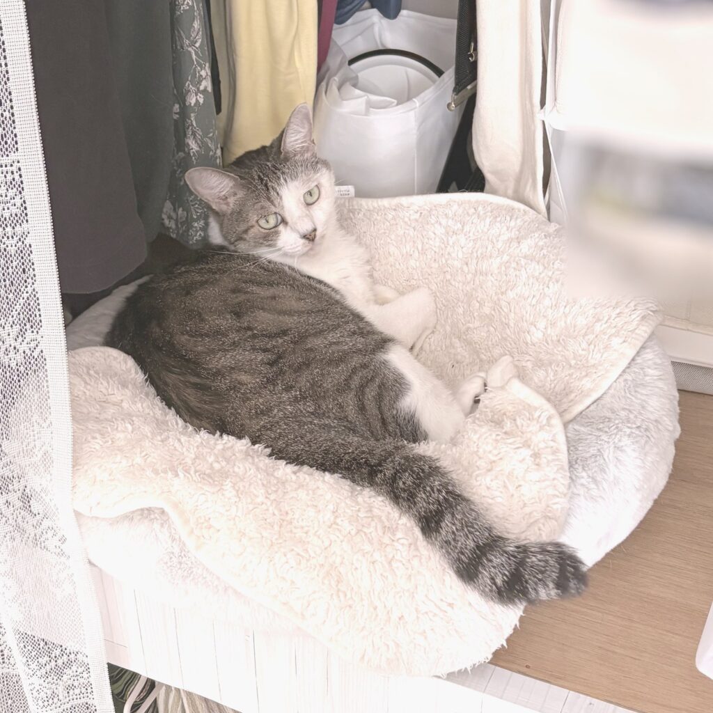 押し入れの丸いベッドで、カバーの上に寝そべってこちらを見るPちゃん