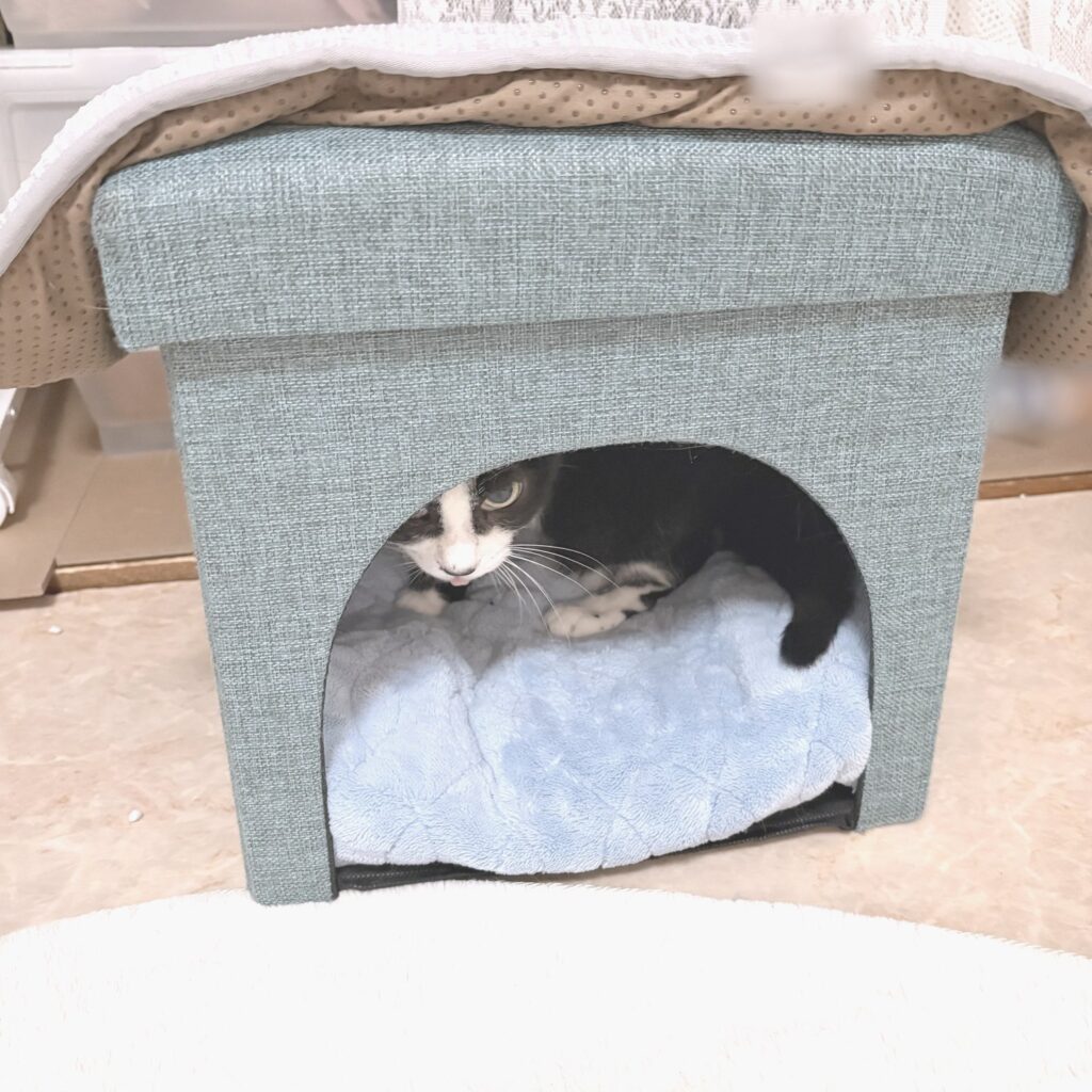 緑の猫ハウスの入り口から、こちらをのぞくCちゃん。中には青いクッションが敷いてある