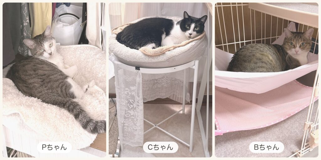3枚ならべた写真。左は押し入れの中の丸いベッドで寝そべるサバ柄のPちゃん、真ん中は白いテーブルの上の丸いベッドで丸くなるハチワレのCちゃん、右はハンモックでくつろぐキジ柄のBちゃん