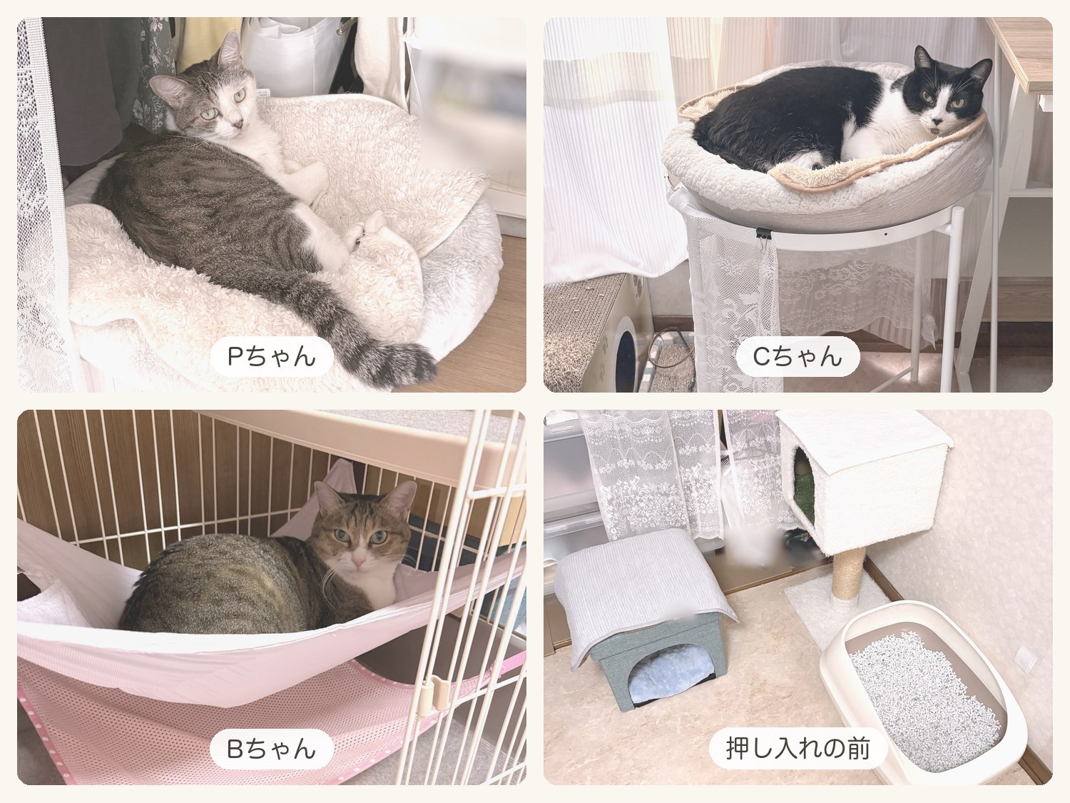 4枚ならべた写真。押し入れの中の丸いベッドのPちゃん、白いテーブルの上の丸いベッドのCちゃん、ハンモックのBちゃん、押し入れの前の猫ハウス・キャットタワー・猫トイレ
